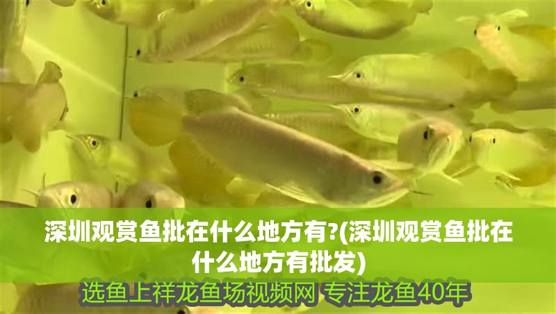 深圳觀賞魚批在什么地方有?(深圳觀賞魚批在什么地方有批發)