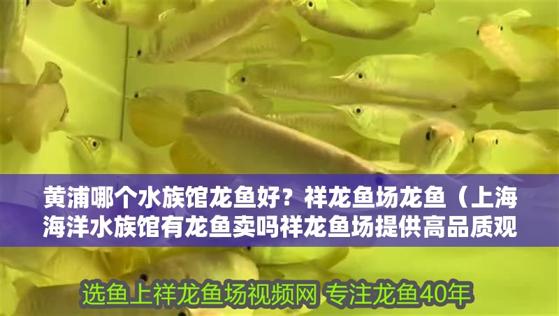 黃浦哪個(gè)水族館龍魚好？祥龍魚場龍魚（上海海洋水族館有龍魚賣嗎祥龍魚場提供高品質(zhì)觀賞體驗(yàn)）