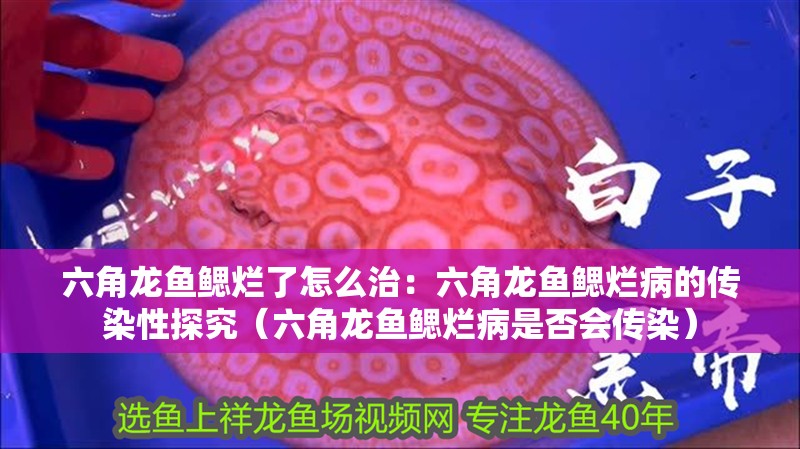 六角龍魚鰓爛了怎么治：六角龍魚鰓爛病的傳染性探究（六角龍魚鰓爛病是否會傳染）