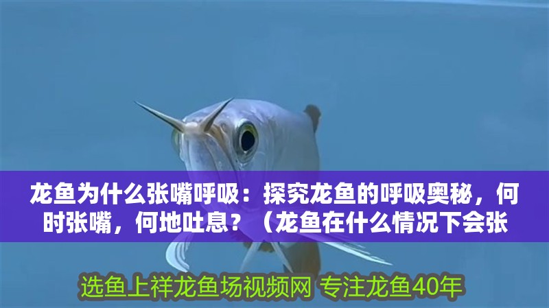 龍魚為什么張嘴呼吸：探究龍魚的呼吸奧秘，何時張嘴，何地吐息？（龍魚在什么情況下會張嘴呼吸）