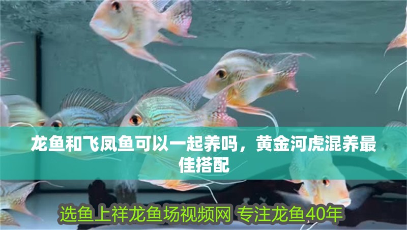 龍魚和飛鳳魚可以一起養嗎，黃金河虎混養最佳搭配
