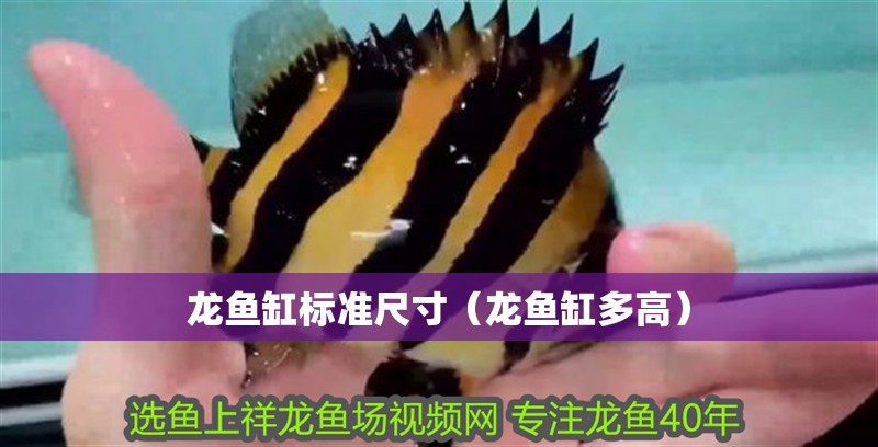 龍魚缸標準尺寸（龍魚缸多高）
