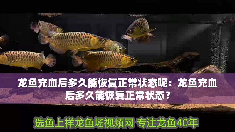 龍魚充血后多久能恢復正常狀態呢：龍魚充血后多久能恢復正常狀態？
