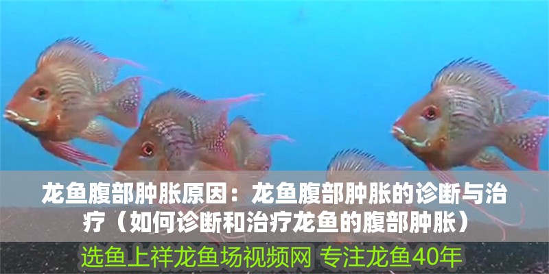 龍魚(yú)腹部腫脹原因：龍魚(yú)腹部腫脹的診斷與治療（如何診斷和治療龍魚(yú)的腹部腫脹）