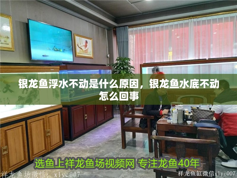 銀龍魚浮水不動是什么原因，銀龍魚水底不動怎么回事 銀龍魚浮水不動是什么原因，銀龍魚水底不動怎么回事 銀龍魚百科