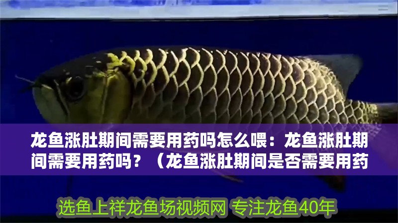 龍魚漲肚期間需要用藥嗎怎么喂：龍魚漲肚期間需要用藥嗎？（龍魚漲肚期間是否需要用藥取決于具體原因以預防為主）