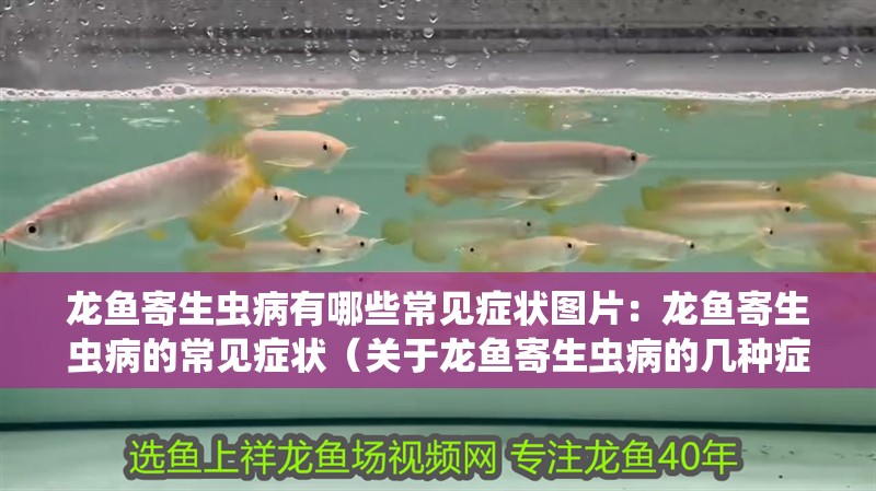 龍魚寄生蟲病有哪些常見癥狀圖片：龍魚寄生蟲病的常見癥狀（關于龍魚寄生蟲病的幾種癥狀）