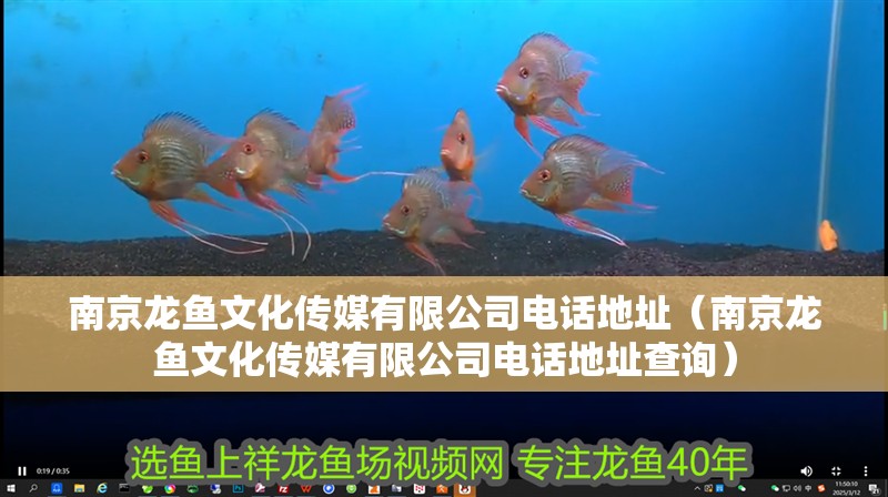 南京龍魚文化傳媒有限公司電話地址（南京龍魚文化傳媒有限公司電話地址查詢） 南京龍魚文化傳媒有限公司電話地址（南京龍魚文化傳媒有限公司電話地址查詢） 觀賞魚百科