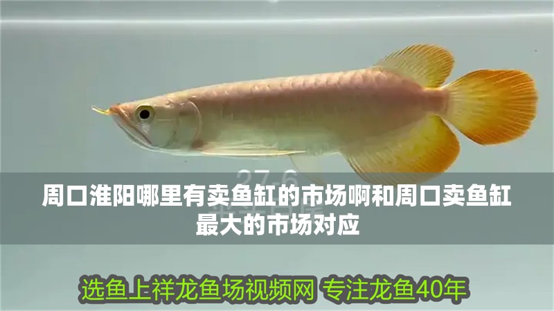 周口淮陽哪里有賣魚缸的市場啊和周口賣魚缸最大的市場對應(yīng)