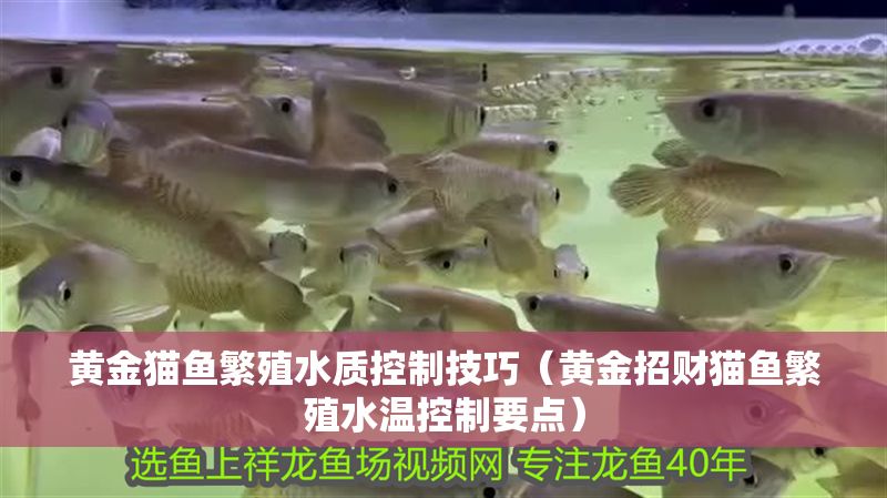 黃金貓魚繁殖水質控制技巧（黃金招財貓魚繁殖水溫控制要點）