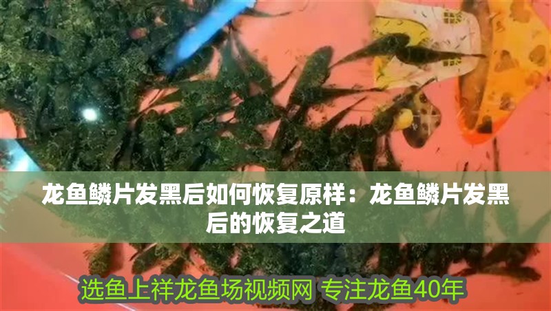 龍魚鱗片發(fā)黑后如何恢復(fù)原樣：龍魚鱗片發(fā)黑后的恢復(fù)之道