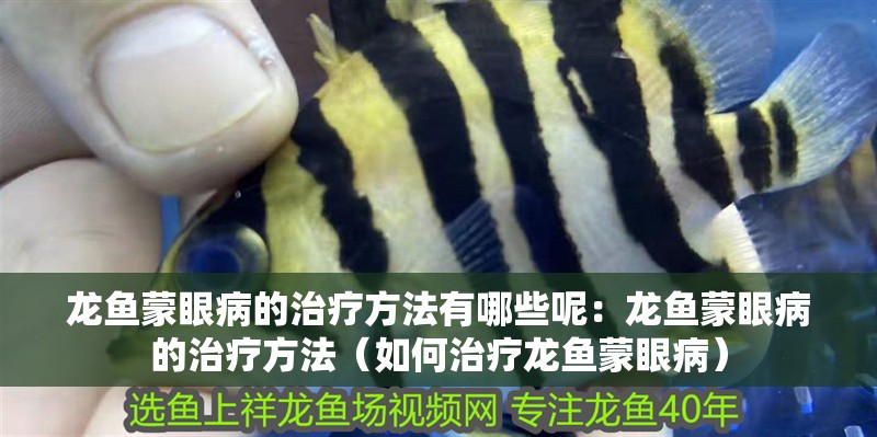 龍魚蒙眼病的治療方法有哪些呢：龍魚蒙眼病的治療方法（如何治療龍魚蒙眼病）