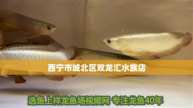西寧市城北區(qū)雙龍匯水族店