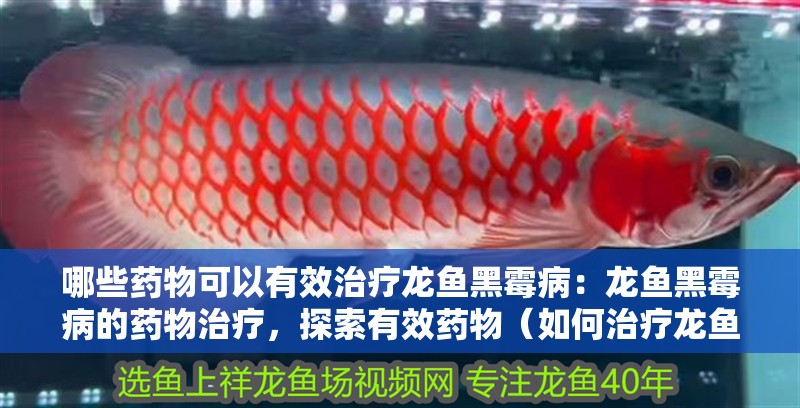 哪些藥物可以有效治療龍魚黑霉病：龍魚黑霉病的藥物治療，探索有效藥物（如何治療龍魚黑霉病）