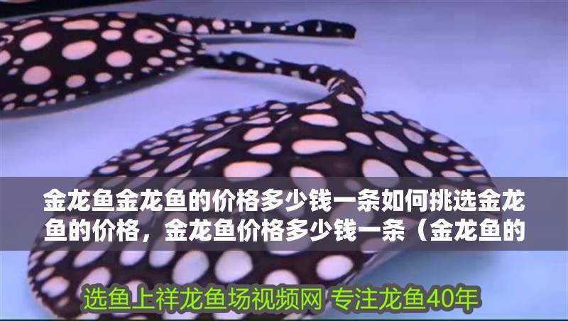 金龍魚金龍魚的價格多少錢一條如何挑選金龍魚的價格，金龍魚價格多少錢一條（金龍魚的價格暗含聚財、尊貴地位的象征，養(yǎng)金龍魚的寓意） 金龍魚金龍魚的價格多少錢一條如何挑選金龍魚的價格，金龍魚價格多少錢一條（金龍魚的價格暗含聚財、尊貴地位的象征，養(yǎng)金龍魚的寓意） 觀賞魚百科