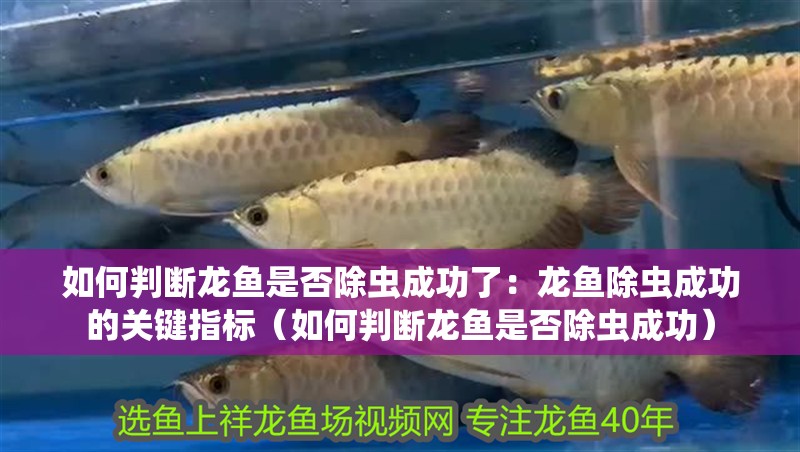 如何判斷龍魚是否除蟲成功了：龍魚除蟲成功的關鍵指標（如何判斷龍魚是否除蟲成功）