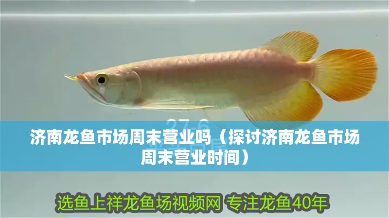 鸚鵡魚和銀龍魚混養怎樣喂食 濟南龍魚市場周末營業嗎(探討濟南龍魚市場周末營業時間) 龍魚百科 濟南龍魚市場周末營業嗎(探討濟南龍魚市場周末營業時間) 濟南龍魚市場周末營業嗎(探討濟南龍魚市場周末營業時間) 龍魚百科