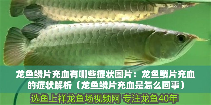 龍魚鱗片充血有哪些癥狀圖片：龍魚鱗片充血的癥狀解析（龍魚鱗片充血是怎么回事）