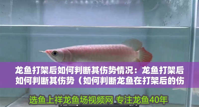 龍魚打架后如何判斷其傷勢情況：龍魚打架后如何判斷其傷勢（如何判斷龍魚在打架后的傷勢）