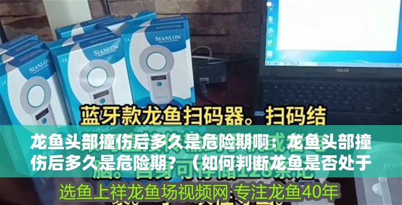 龍魚頭部撞傷后多久是危險期啊：龍魚頭部撞傷后多久是危險期？（如何判斷龍魚是否處于危險期）