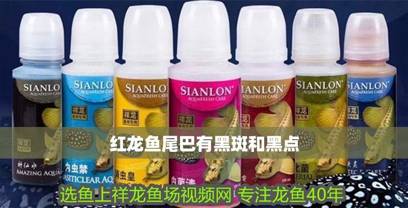 紅龍魚(yú)尾巴有黑斑和黑點(diǎn)