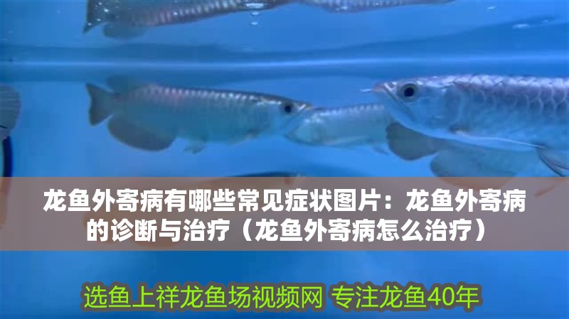 龍魚外寄病有哪些常見癥狀圖片：龍魚外寄病的診斷與治療（龍魚外寄病怎么治療）