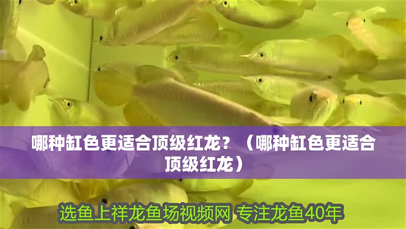 哪種缸色更適合頂級(jí)紅龍？（哪種缸色更適合頂級(jí)紅龍）