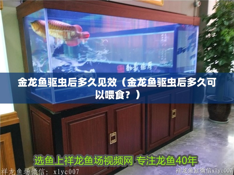 金龍魚驅蟲后多久見效（金龍魚驅蟲后多久可以喂食？）