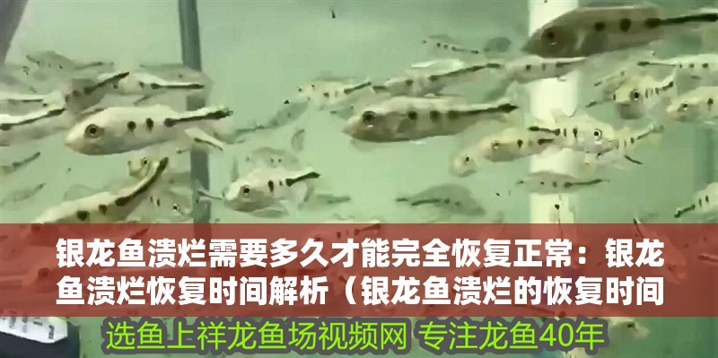 銀龍魚潰爛需要多久才能完全恢復(fù)正常：銀龍魚潰爛恢復(fù)時間解析（銀龍魚潰爛的恢復(fù)時間） 銀龍魚潰爛需要多久才能完全恢復(fù)正常：銀龍魚潰爛恢復(fù)時間解析（銀龍魚潰爛的恢復(fù)時間） 水族問答