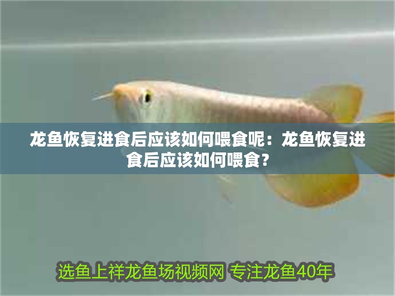 龍魚恢復(fù)進(jìn)食后應(yīng)該如何喂食呢：龍魚恢復(fù)進(jìn)食后應(yīng)該如何喂食？ 龍魚恢復(fù)進(jìn)食后應(yīng)該如何喂食呢：龍魚恢復(fù)進(jìn)食后應(yīng)該如何喂食？ 水族問答