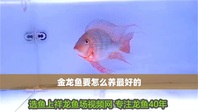 金龍魚要怎么養最好的