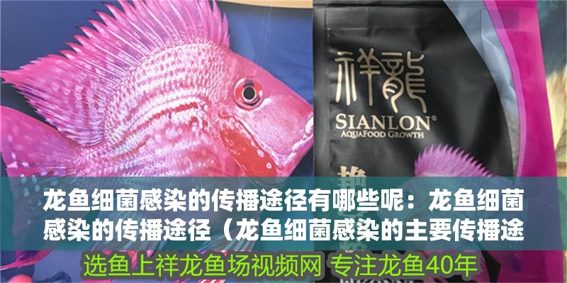 龍魚細菌感染的傳播途徑有哪些呢：龍魚細菌感染的傳播途徑（龍魚細菌感染的主要傳播途徑） 龍魚細菌感染的傳播途徑有哪些呢：龍魚細菌感染的傳播途徑（龍魚細菌感染的主要傳播途徑） 水族問答
