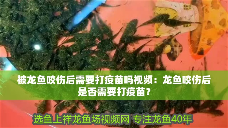 被龍魚咬傷后需要打疫苗嗎視頻：龍魚咬傷后是否需要打疫苗？ 被龍魚咬傷后需要打疫苗嗎視頻：龍魚咬傷后是否需要打疫苗？ 水族問答