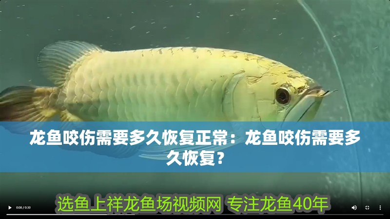 龍魚咬傷需要多久恢復正常：龍魚咬傷需要多久恢復？