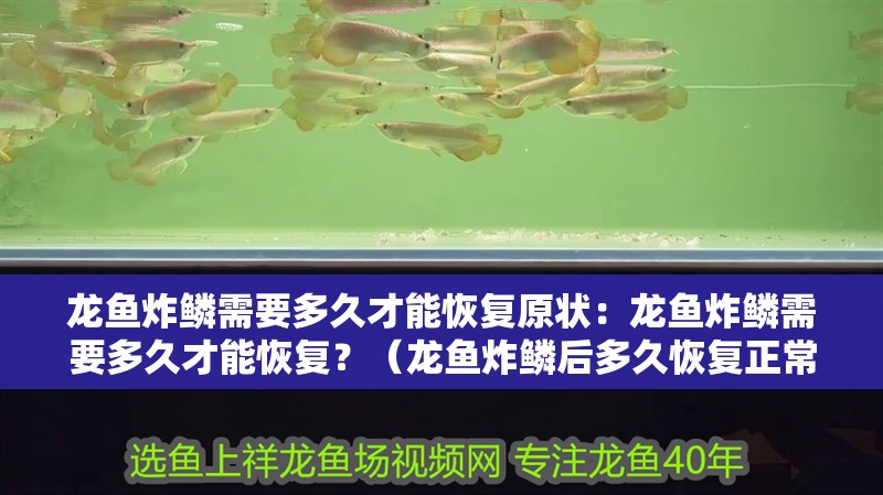 龍魚炸鱗需要多久才能恢復原狀：龍魚炸鱗需要多久才能恢復？（龍魚炸鱗后多久恢復正常）