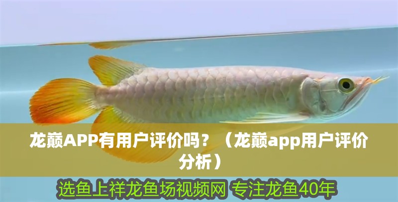 龍巔APP有用戶評價嗎？（龍巔app用戶評價分析）