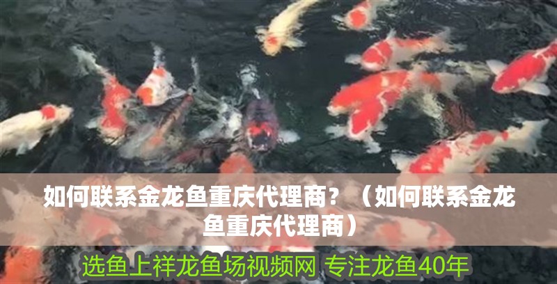 如何聯系金龍魚重慶代理商？（如何聯系金龍魚重慶代理商） 如何聯系金龍魚重慶代理商？（如何聯系金龍魚重慶代理商） 龍魚百科
