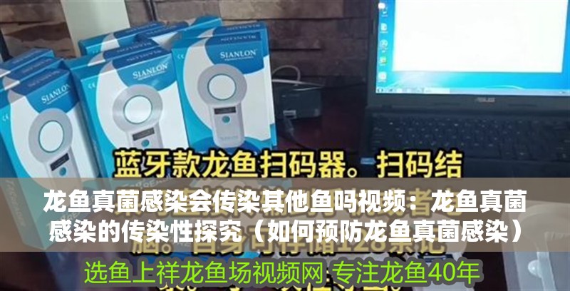 龍魚真菌感染會(huì)傳染其他魚嗎視頻：龍魚真菌感染的傳染性探究（如何預(yù)防龍魚真菌感染）