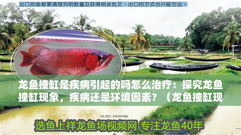 龍魚撞缸是疾病引起的嗎怎么治療：探究龍魚撞缸現(xiàn)象，疾病還是環(huán)境因素？（龍魚撞缸現(xiàn)象是怎么回事？）