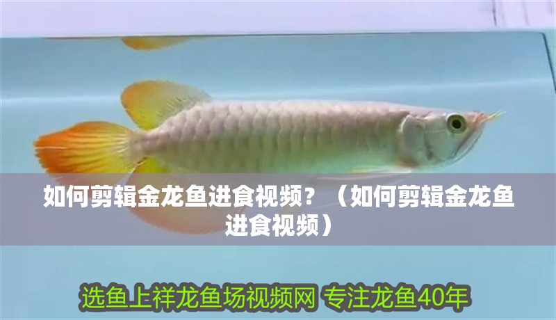 如何剪輯金龍魚進食視頻？（如何剪輯金龍魚進食視頻）