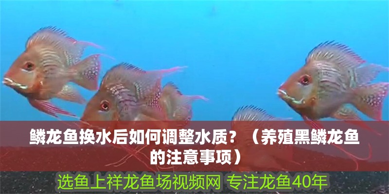 鱗龍魚換水后如何調整水質？（養殖黑鱗龍魚的注意事項）