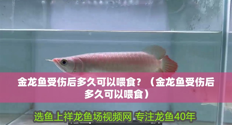 金龍魚受傷后多久可以喂食？（金龍魚受傷后多久可以喂食）