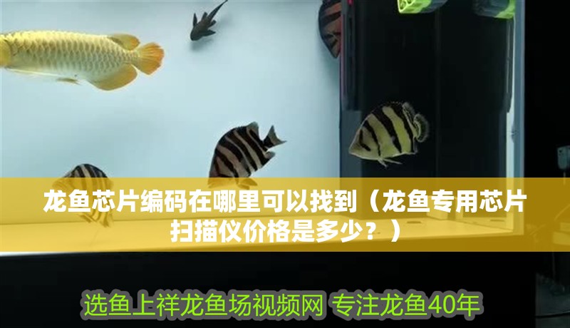 龍魚芯片編碼在哪里可以找到（龍魚專用芯片掃描儀價格是多少？）