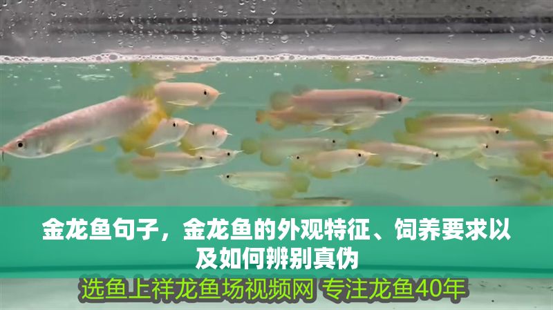 金龍魚句子，金龍魚的外觀特征、飼養要求以及如何辨別真偽