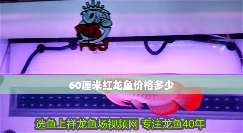 60厘米紅龍魚價格多少