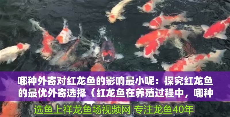 哪種外寄對紅龍魚的影響最小呢：探究紅龍魚的最優外寄選擇（紅龍魚在養殖過程中，哪種外寄對其生長和健康影響最小）