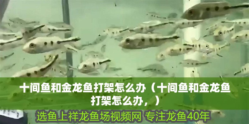 十間魚和金龍魚打架怎么辦（十間魚和金龍魚打架怎么辦，） 十間魚和金龍魚打架怎么辦（十間魚和金龍魚打架怎么辦，） 龍魚百科