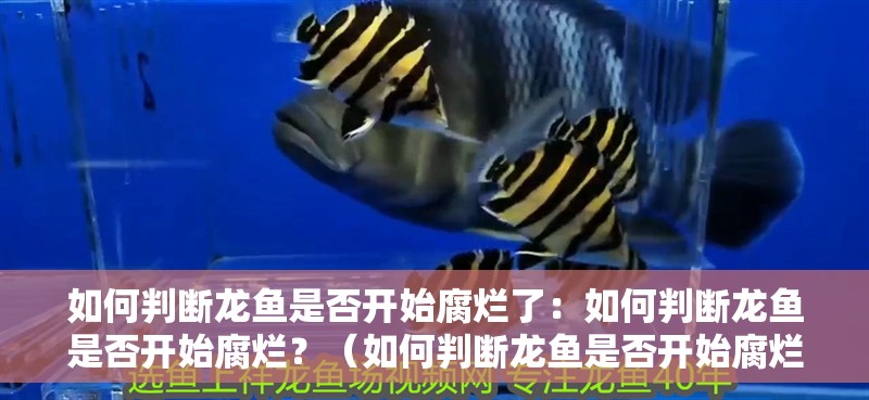 如何判斷龍魚是否開始腐爛了：如何判斷龍魚是否開始腐爛？（如何判斷龍魚是否開始腐爛）