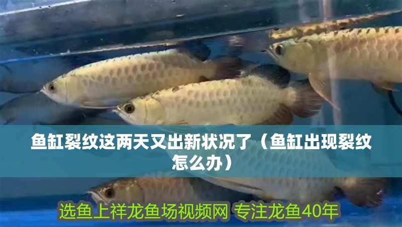 魚缸裂紋這兩天又出新狀況了（魚缸出現裂紋怎么辦）