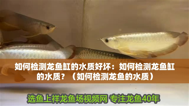如何檢測龍魚缸的水質好壞：如何檢測龍魚缸的水質？（如何檢測龍魚的水質）